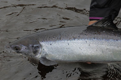 Photo of Atlantic Salmon, Courtesy of Hans van Klinken