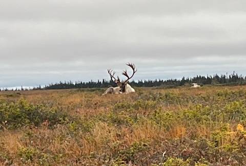 Caribou Relaxation_1