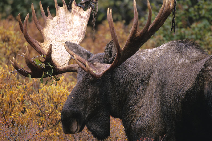 Abundant Populations of Moose