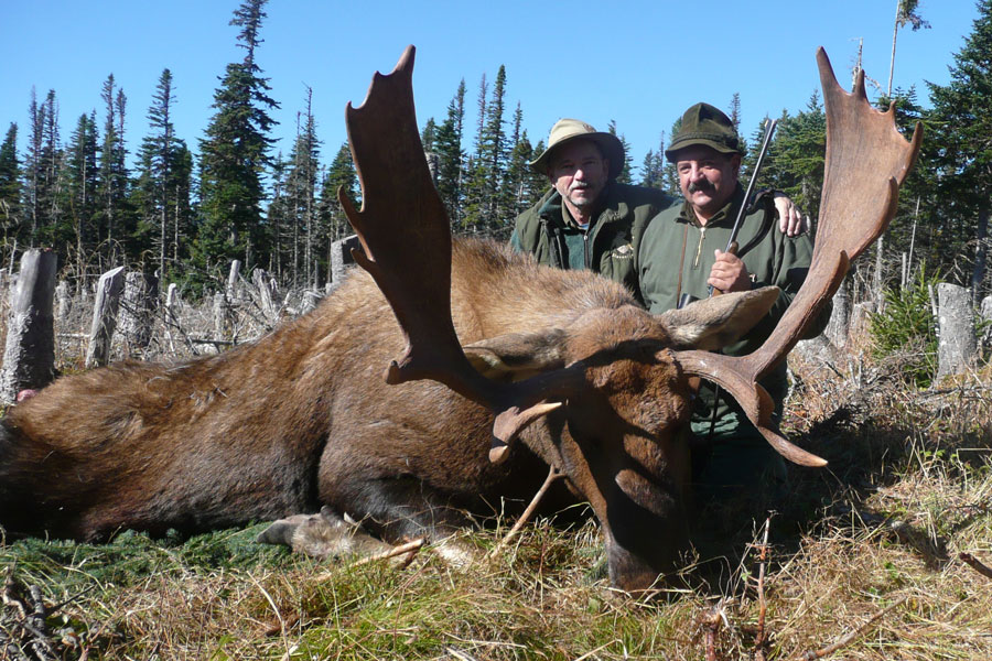 Large Moose Population