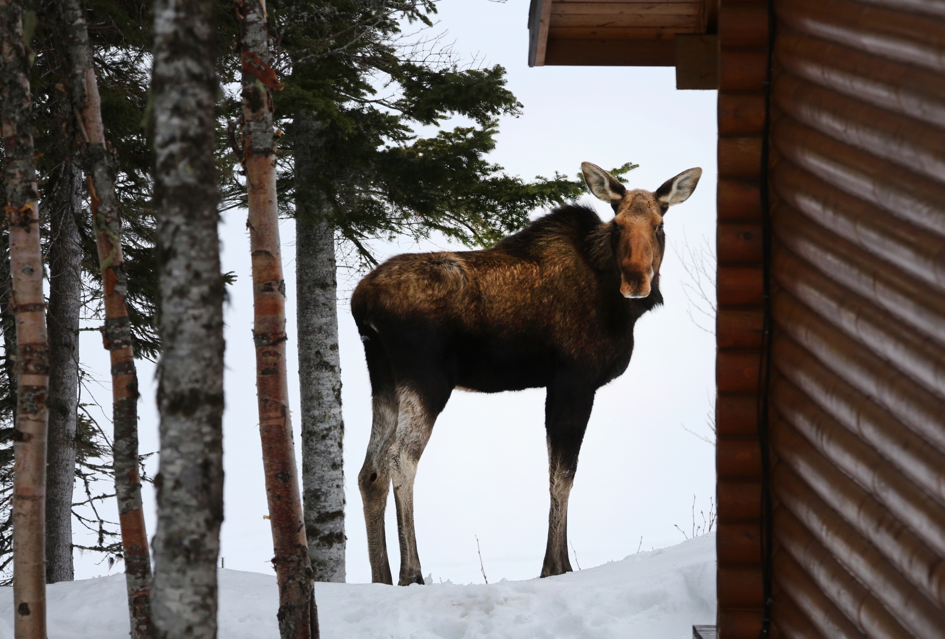 Moose on Tuckamore Grounds