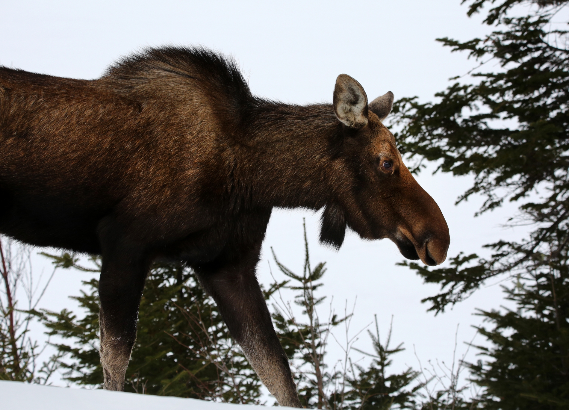 Profile Of A Moose Cow